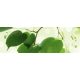 GREEN LEAVES öntapadós konyhai poszter, 180x60 cm
