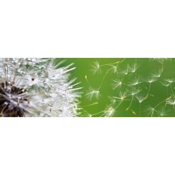 DANDELION öntapadós konyhai poszter, 180x60 cm