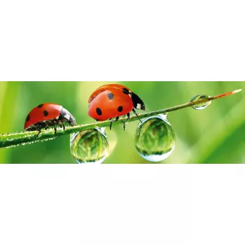 LADYBIRD öntapadós konyhai poszter, 180x60 cm