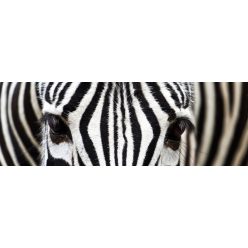 ZEBRA öntapadós konyhai poszter, 180x60 cm