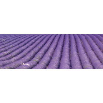 LAVENDER FIELD öntapadós konyhai poszter, 180x60 cm