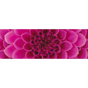 PINK DAHLIA öntapadós konyhai poszter, 180x60 cm