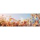 BEAUTIFUL COSMOS FLOWER öntapadós konyhai poszter, 180x60 cm