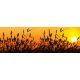 REED AGAINST SUNSET öntapadós konyhai poszter, 180x60 cm