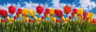 SPRING TULIP FIELD öntapadós konyhai poszter, 180x60 cm