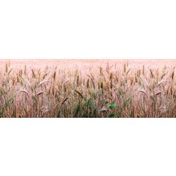 WHEAT FIELD öntapadós konyhai poszter, 180x60 cm