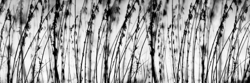 BLACK AND WHITE GRASS öntapadós konyhai poszter, 180x60 cm