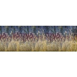 WINTER REEDS öntapadós konyhai poszter, 180x60 cm