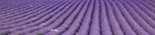 LAVENDER FIELD öntapadós konyhai poszter, 260x60 cm