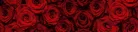 BEAUTIFUL RED ROSES öntapadós konyhai poszter, 260x60 cm