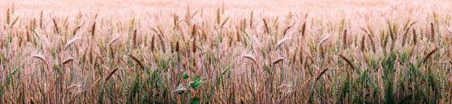 WHEAT FIELD öntapadós konyhai poszter, 260x60 cm