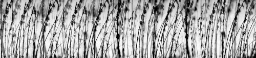 BLACK AND WHITE GRASS öntapadós konyhai poszter, 260x60 cm