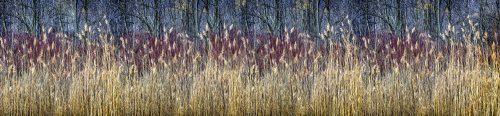 WINTER REEDS öntapadós konyhai poszter, 260x60 cm