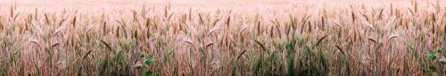 WHEAT FIELD öntapadós konyhai poszter, 350x60 cm