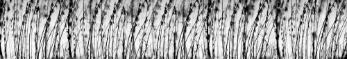 BLACK AND WHITE GRASS öntapadós konyhai poszter, 350x60 cm