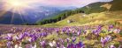 CROCUSES AT SPRING fotótapéta, poszter, vlies alapanyag, 375x150 cm