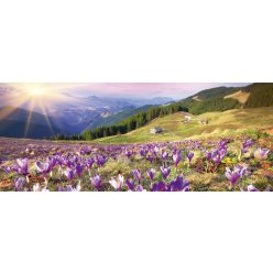   CROCUSES AT SPRING fotótapéta, poszter, vlies alapanyag, 375x150 cm