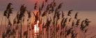 REED ON LAKE fotótapéta, poszter, vlies alapanyag, 375x150 cm