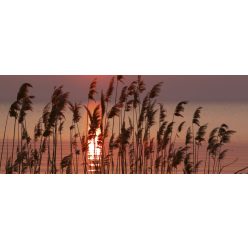   REED ON LAKE fotótapéta, poszter, vlies alapanyag, 375x150 cm