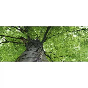 TREETOP fotótapéta, poszter, vlies alapanyag, 375x150 cm