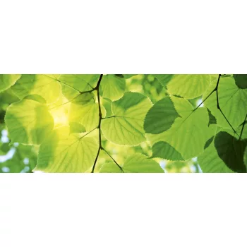   GREEN LEAVES fotótapéta, poszter, vlies alapanyag, 375x150 cm