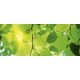 GREEN LEAVES fotótapéta, poszter, vlies alapanyag, 375x150 cm