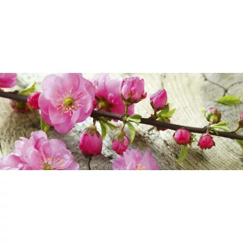 SAKURA fotótapéta, poszter, vlies alapanyag, 375x150 cm