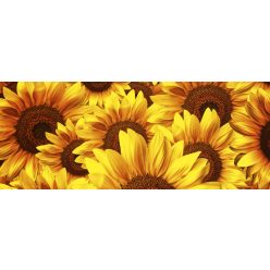   HELIANTHUS fotótapéta, poszter, vlies alapanyag, 375x150 cm