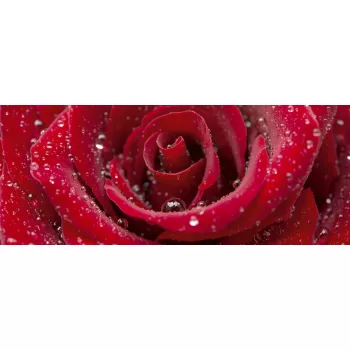 RED ROSE fotótapéta, poszter, vlies alapanyag, 375x150 cm