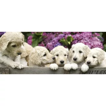   LABRADOR PUPPIES fotótapéta, poszter, vlies alapanyag, 375x150 cm