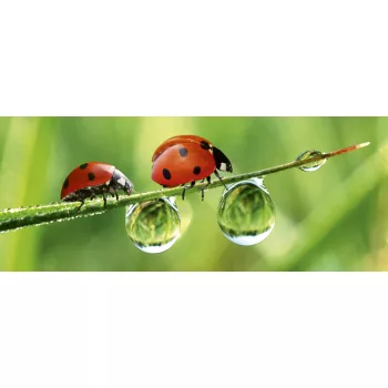 LADYBIRD fotótapéta, poszter, vlies alapanyag, 375x150 cm