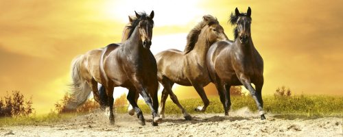 HORSES IN SUNSET fotótapéta, poszter, vlies alapanyag, 375x150 cm