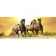 HORSES IN SUNSET fotótapéta, poszter, vlies alapanyag, 375x150 cm
