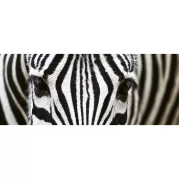 ZEBRA fotótapéta, poszter, vlies alapanyag, 375x150 cm
