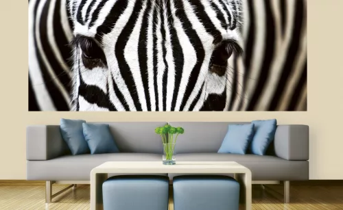 ZEBRA fotótapéta, poszter, vlies alapanyag, 375x150 cm