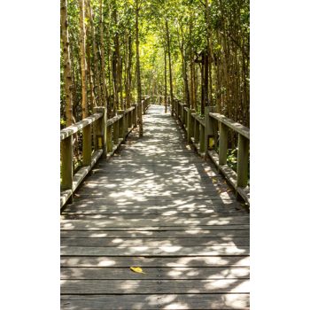   MANGROVE FOREST fotótapéta, poszter, vlies alapanyag, 150x250 cm