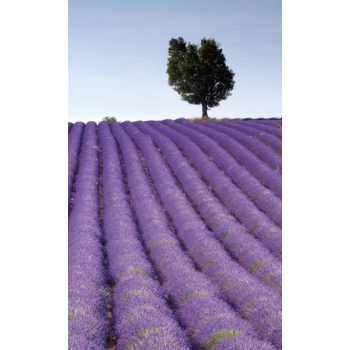   LAVENDER FIELD fotótapéta, poszter, vlies alapanyag, 150x250 cm