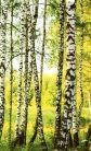 BIRCH FOREST fotótapéta, poszter, vlies alapanyag, 150x250 cm