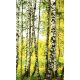 BIRCH FOREST fotótapéta, poszter, vlies alapanyag, 150x250 cm