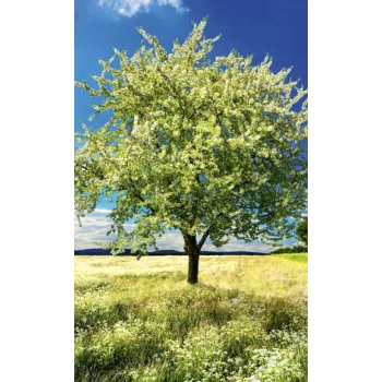   BLOSSOM TREE fotótapéta, poszter, vlies alapanyag, 150x250 cm