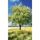 BLOSSOM TREE fotótapéta, poszter, vlies alapanyag, 150x250 cm