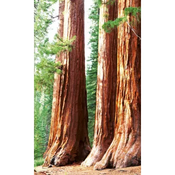 SEQUOIA fotótapéta, poszter, vlies alapanyag, 150x250 cm