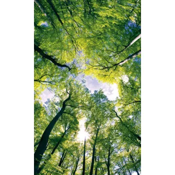 TREES fotótapéta, poszter, vlies alapanyag, 150x250 cm