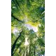 TREES fotótapéta, poszter, vlies alapanyag, 150x250 cm