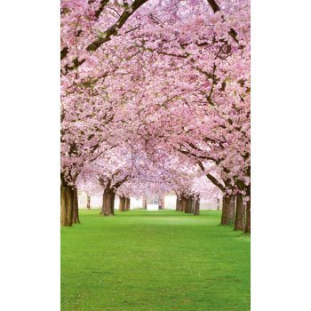   CHERRY TREES fotótapéta, poszter, vlies alapanyag, 150x250 cm