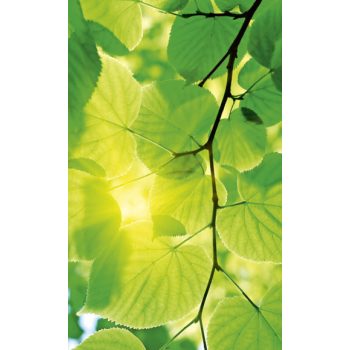   GREEN LEAVES fotótapéta, poszter, vlies alapanyag, 150x250 cm