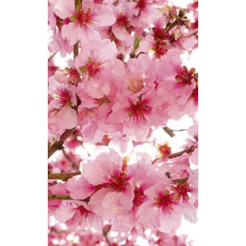   APPLE BLOSSOM fotótapéta, poszter, vlies alapanyag, 150x250 cm