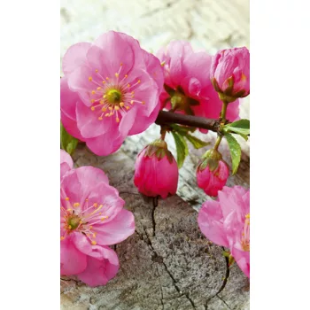 SAKURA fotótapéta, poszter, vlies alapanyag, 150x250 cm