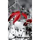 RED LEAVES ON BLACK fotótapéta, poszter, vlies alapanyag, 150x250 cm