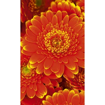 GERBERA fotótapéta, poszter, vlies alapanyag, 150x250 cm
